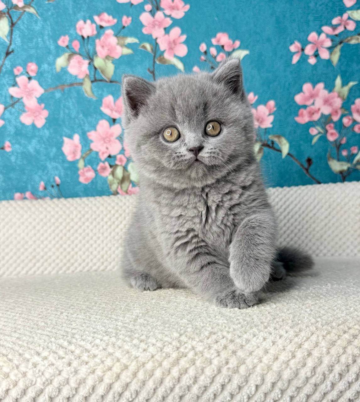 Fiona Scottish Straight  Female (Available) $2650