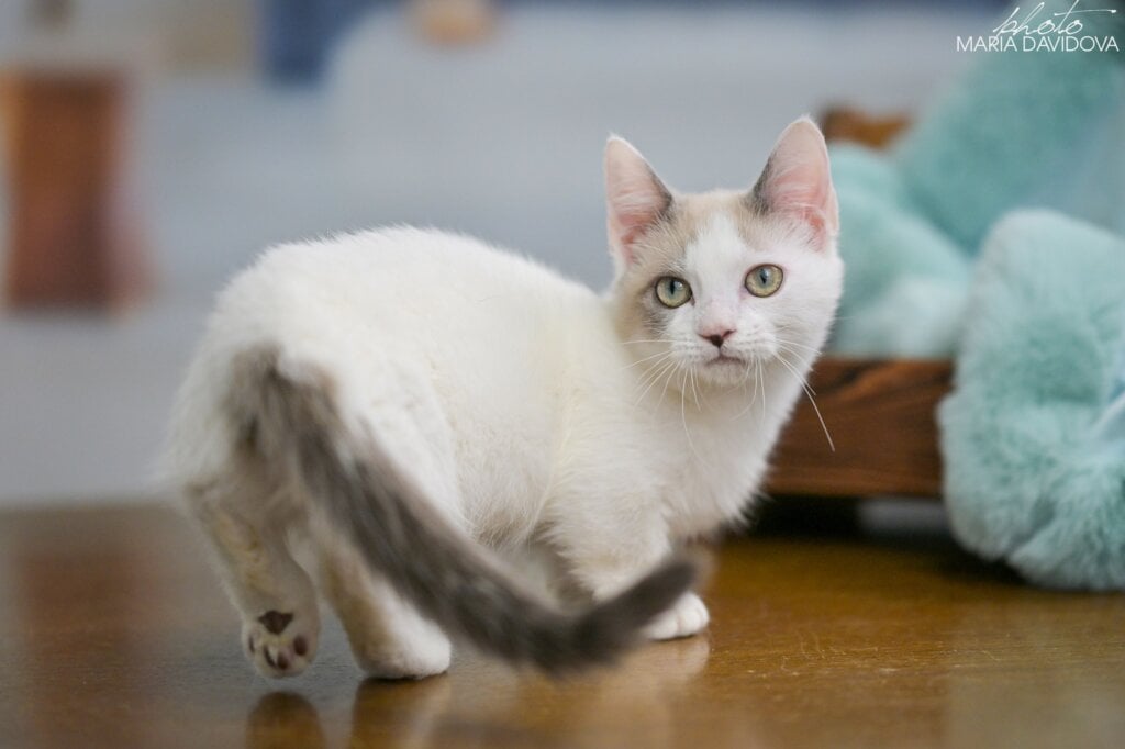 Cassani Munchkin Male (Available) $3700