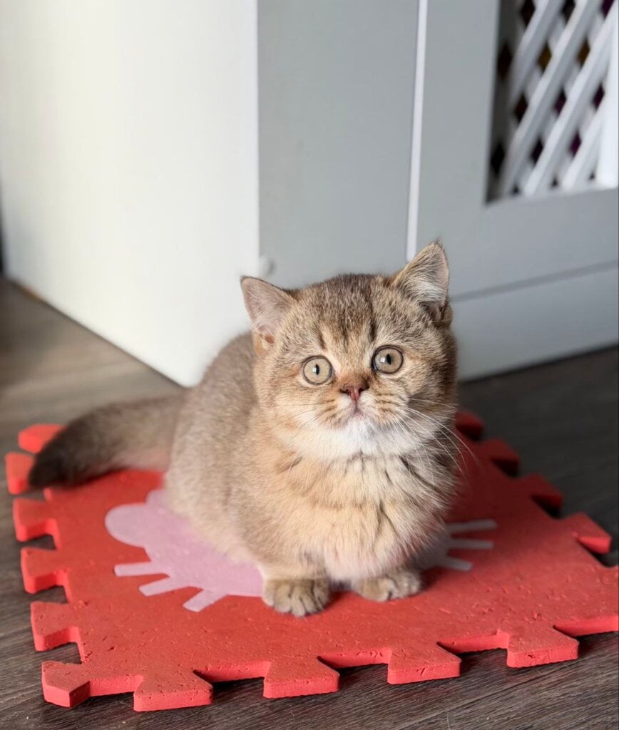 Alya Munchkin Female (Available) $4200