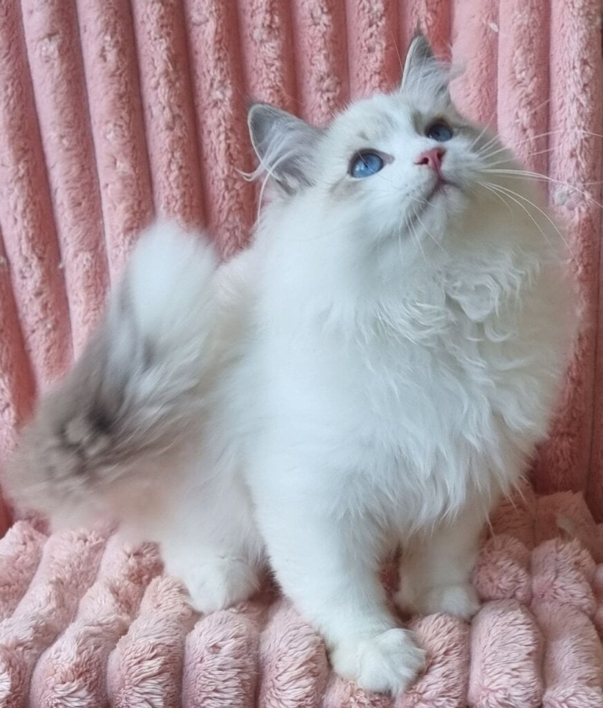 Simeon Siberian  Male (Available) $3000