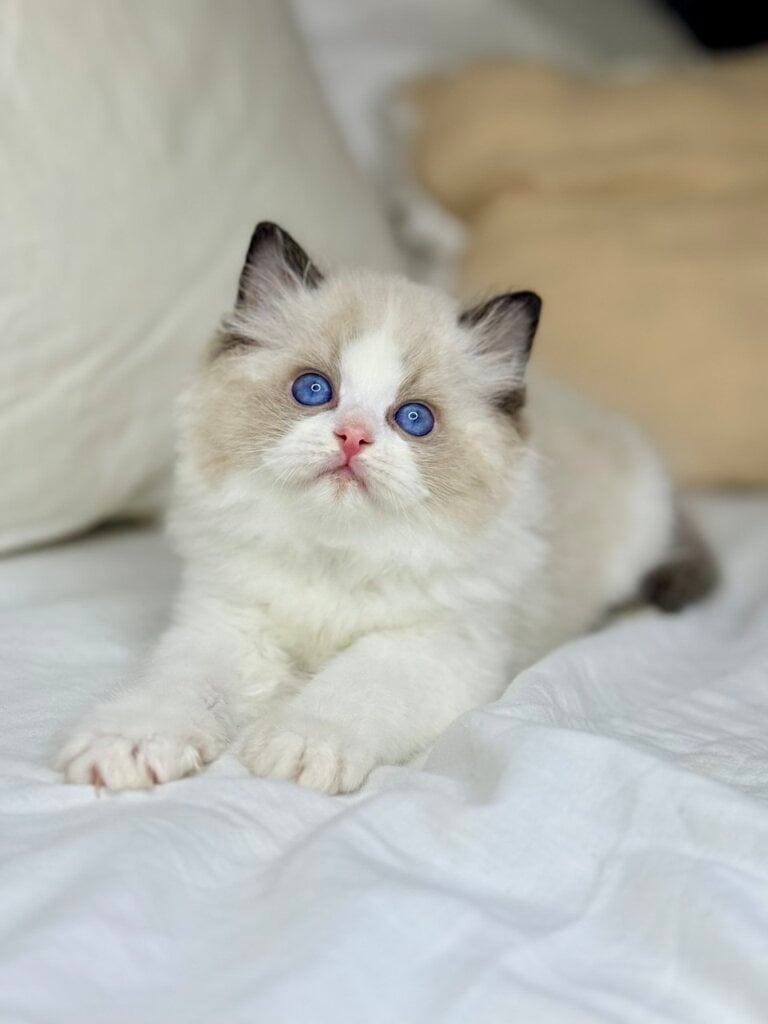 Leon Ragdoll Male (Available) $3500