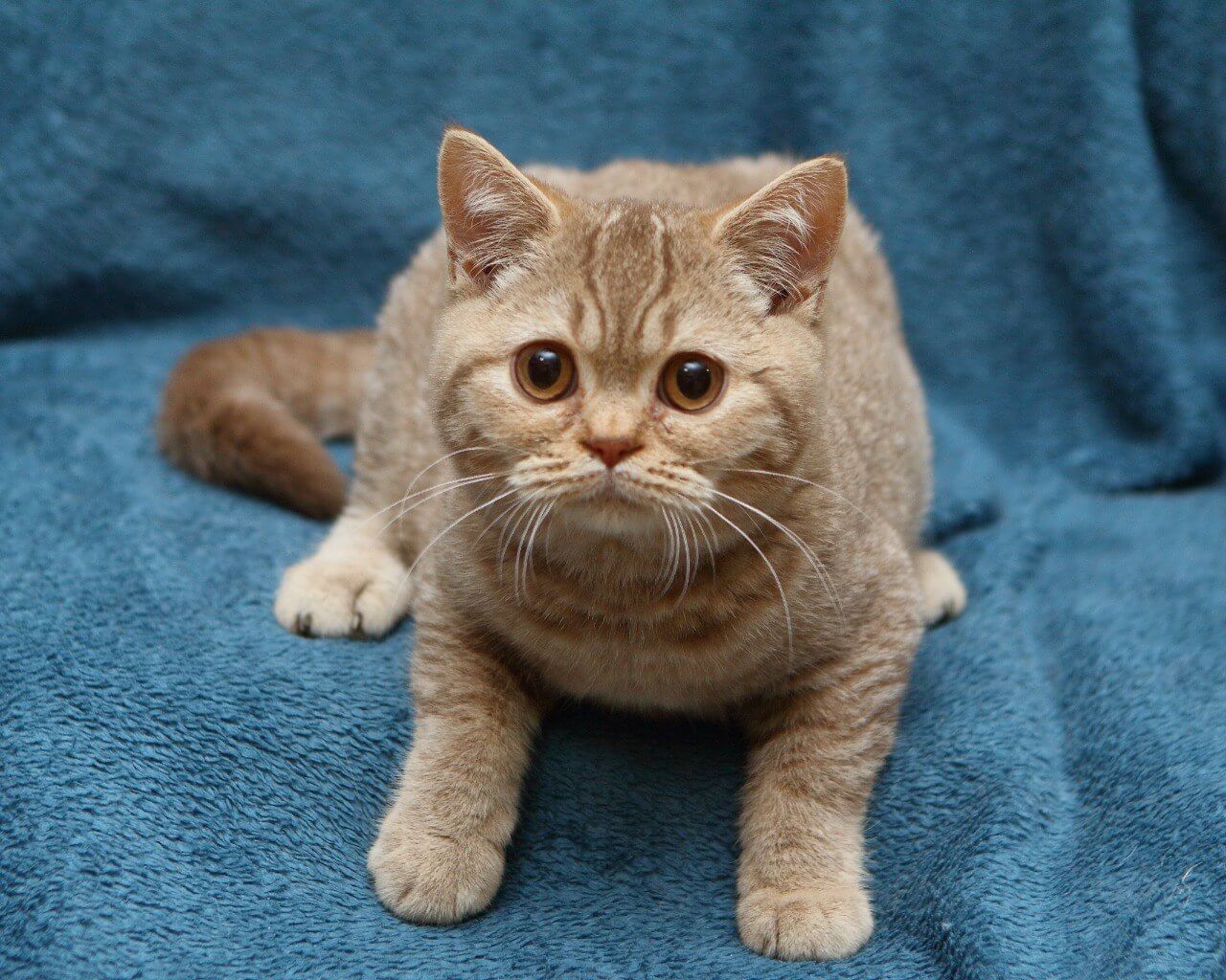 Murkit British Shorthair  Male (Available) $2450