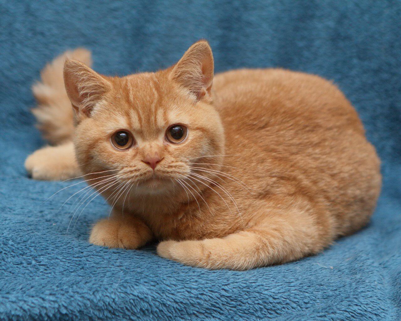 Mavik  British Shorthair  Male (Available) $2400