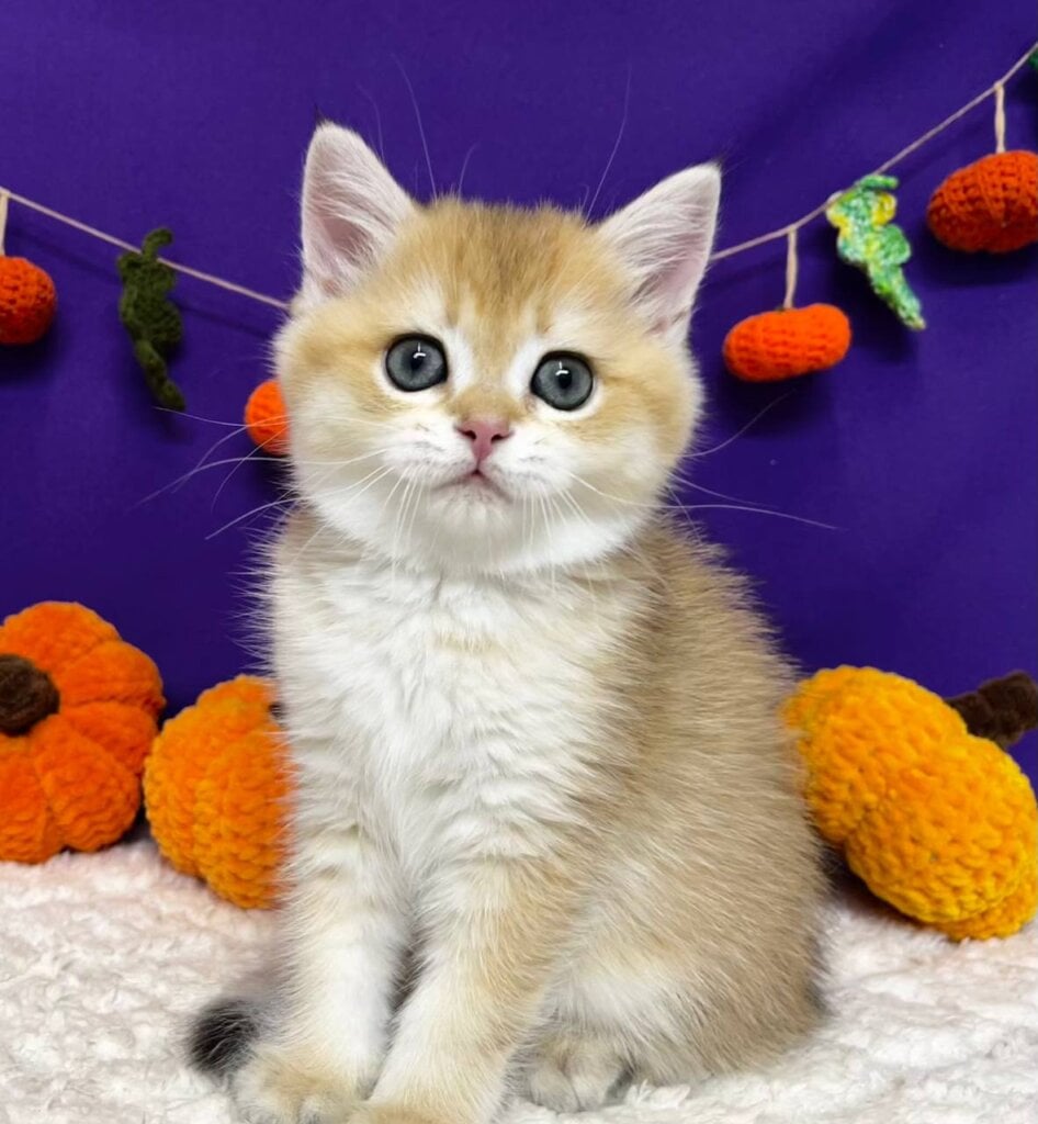 Chanel Scottish Straight  Female (Available) $2650