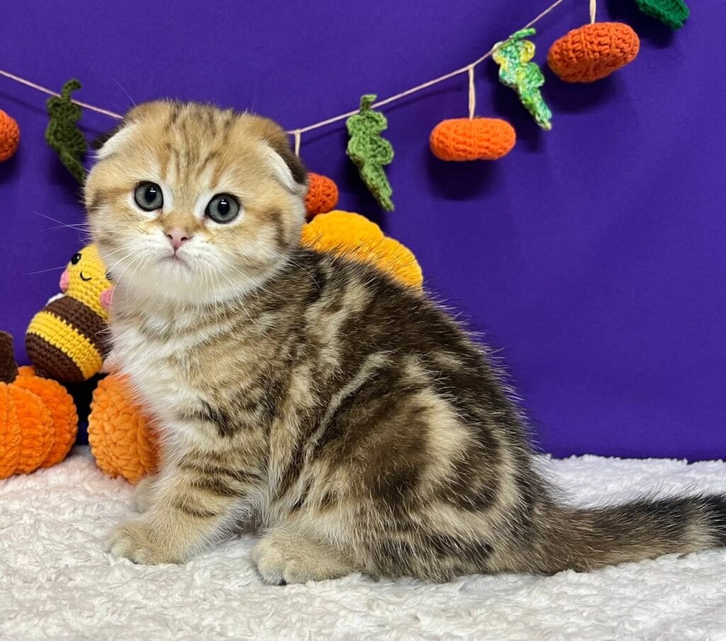 Cher Scottish Fold Female (Available) $2650