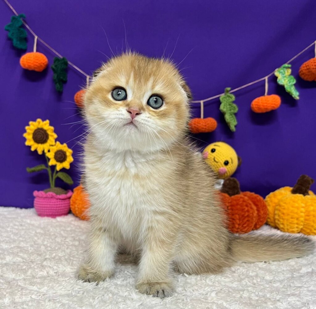 Cupidon Scottish Fold Male (Available) $2750