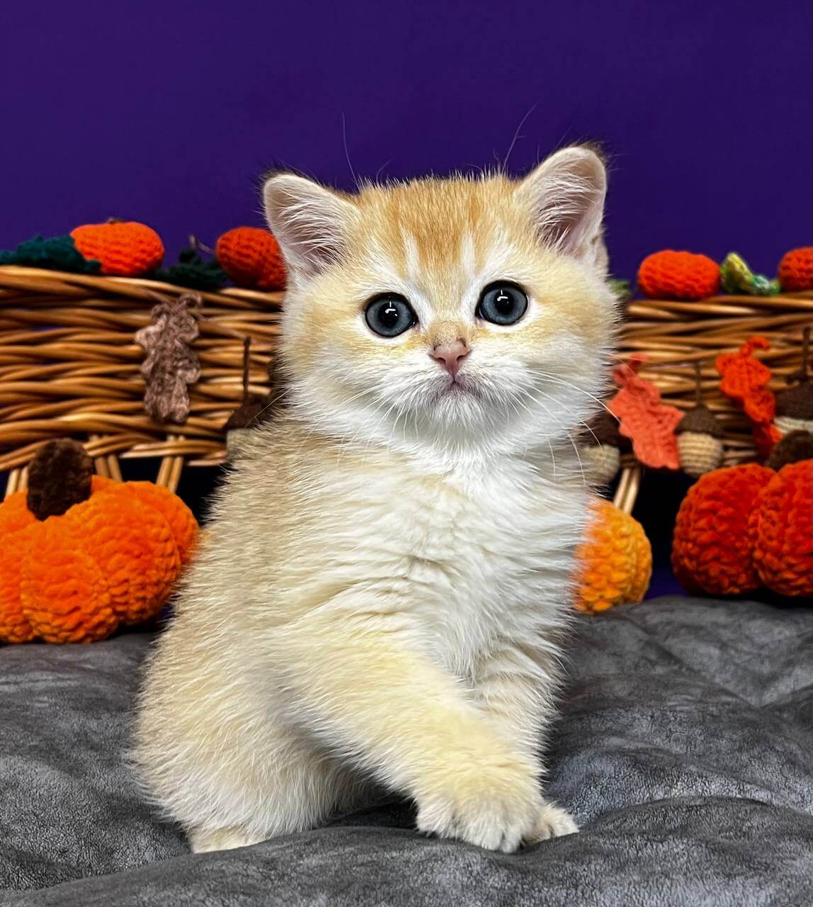 Demi Scottish Straight  Female (Available) $2650