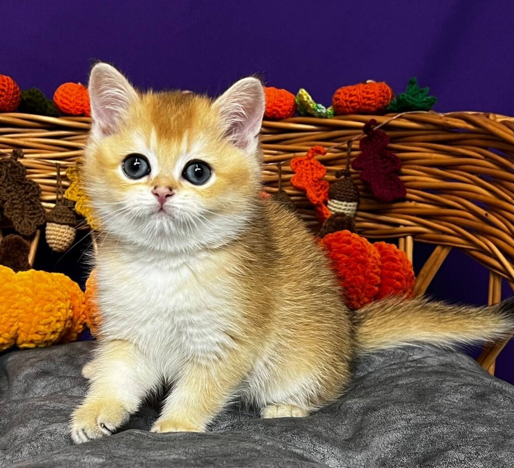 Dobby Scottish Straight  Male (Available) $2600