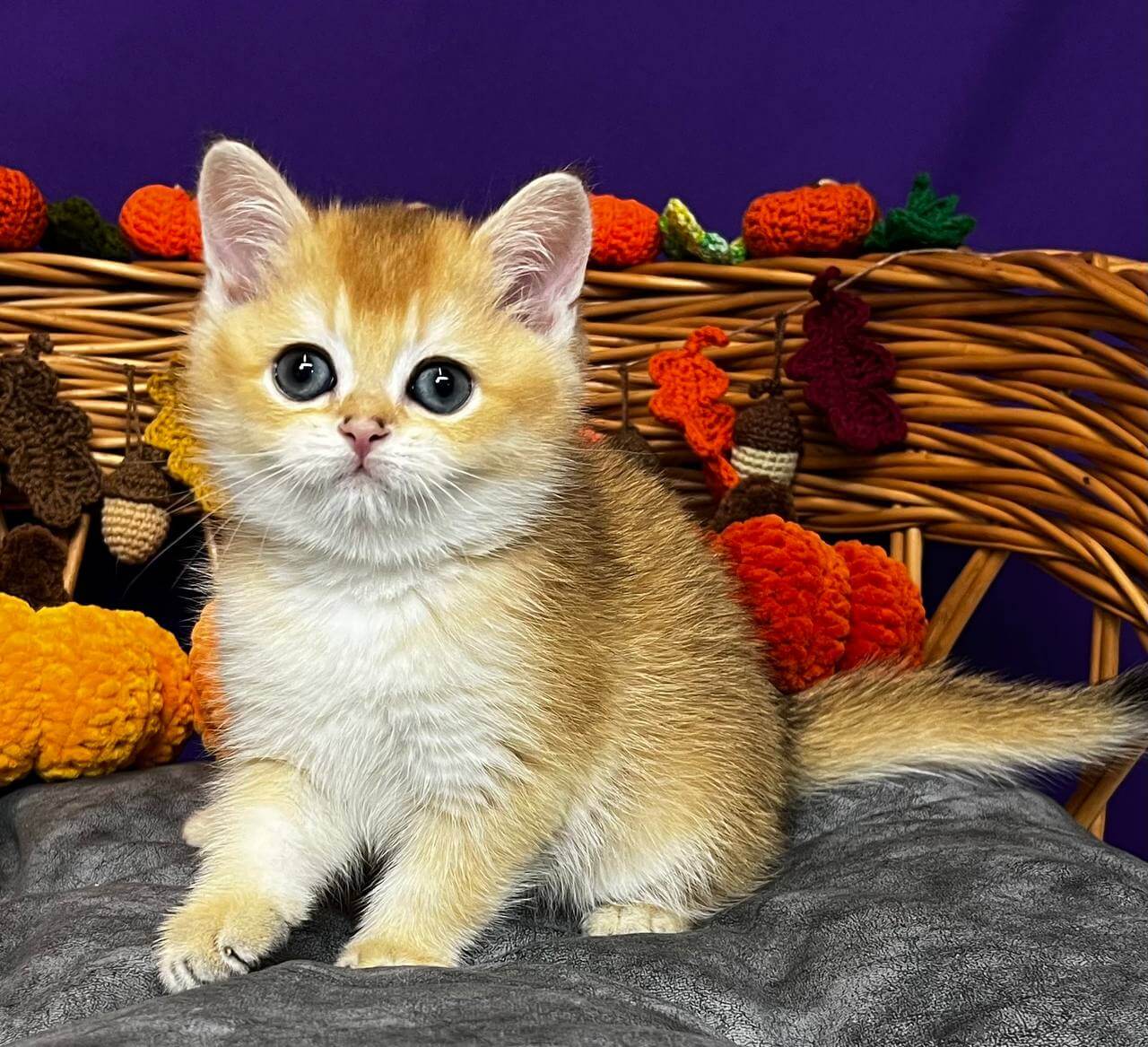 Dobby Scottish Straight  Male (Available) $2600