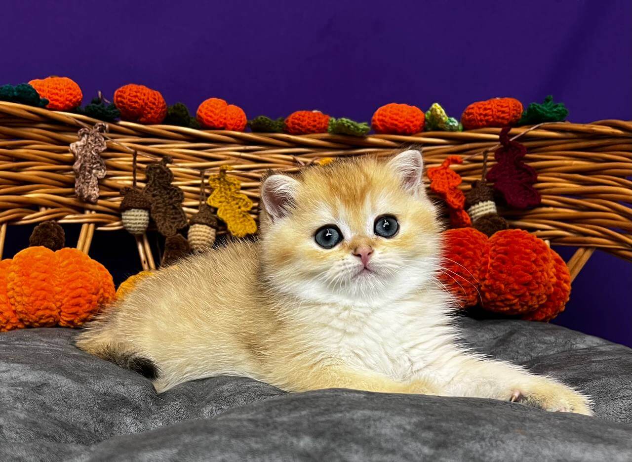 Dali Scottish Straight Male (Available) $2650