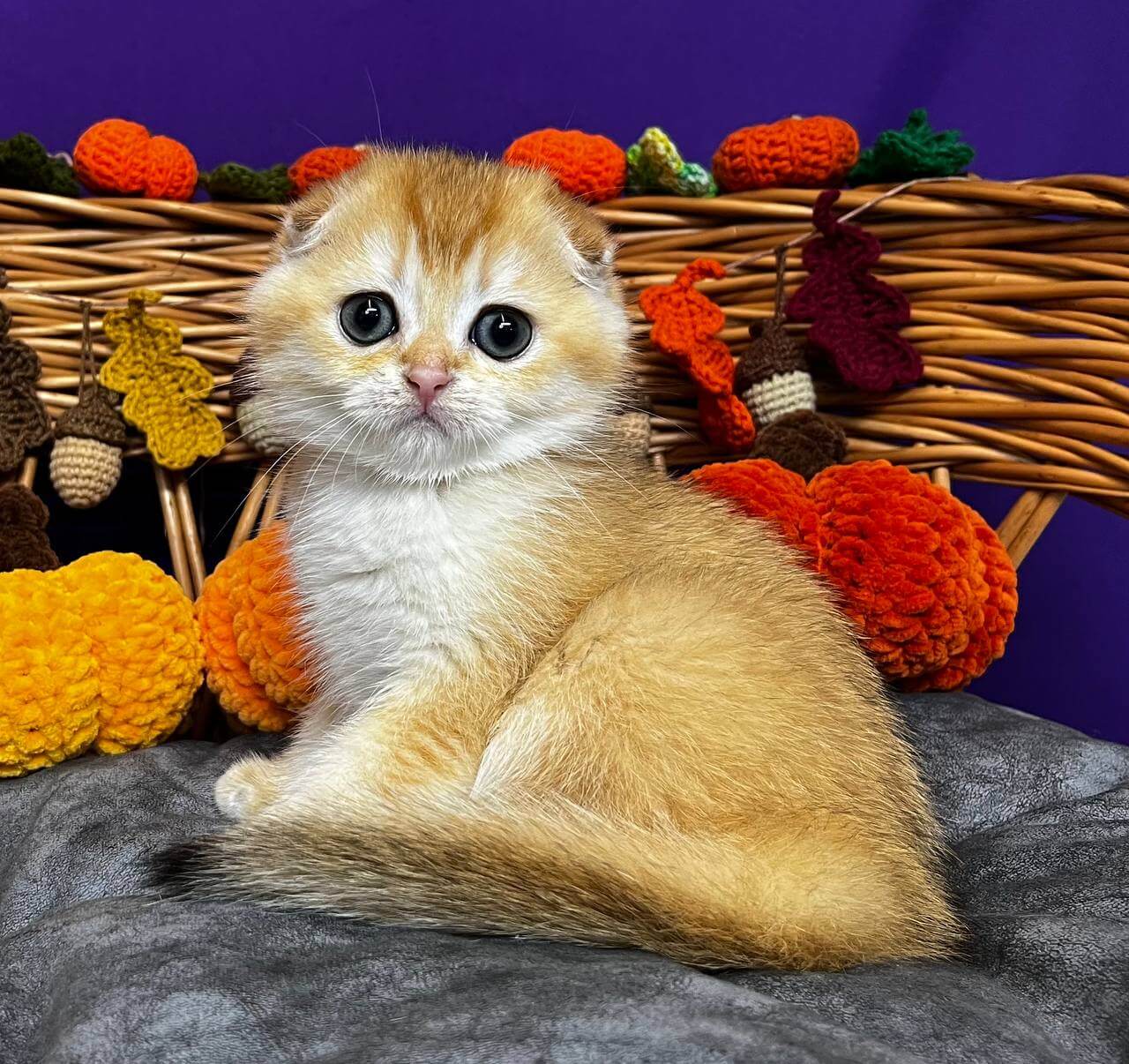 Diana Scottish Fold Female (Available) $2650