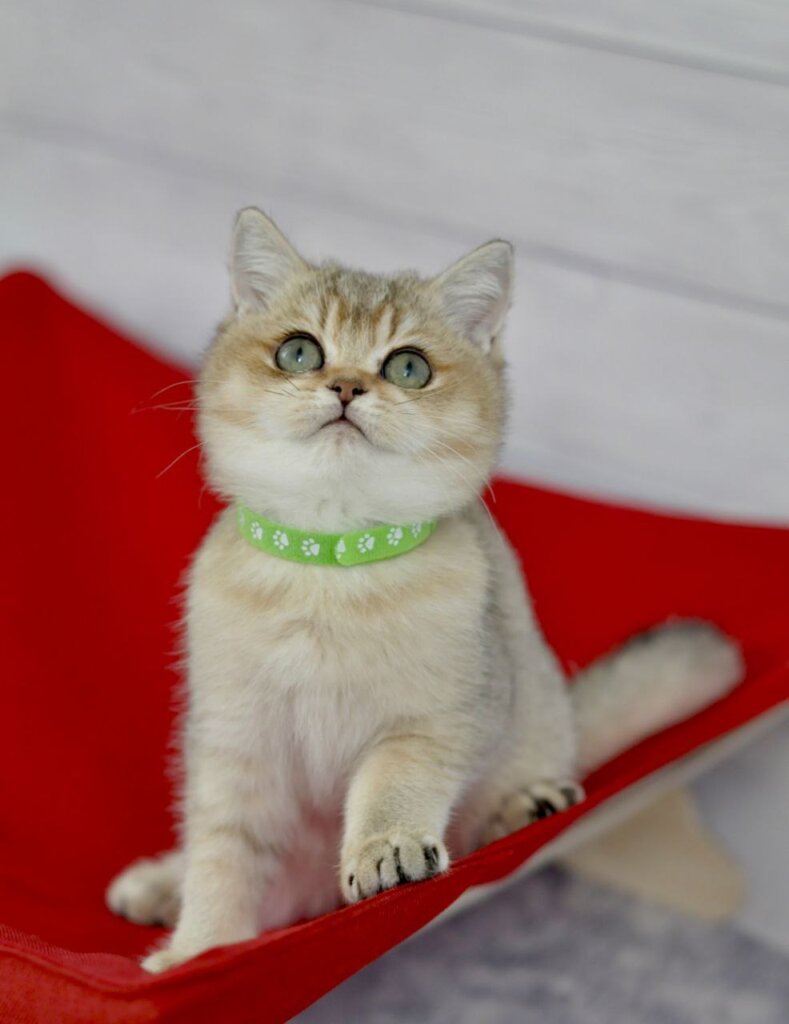 Goldie British Shorthair  Female (Available) $2700
