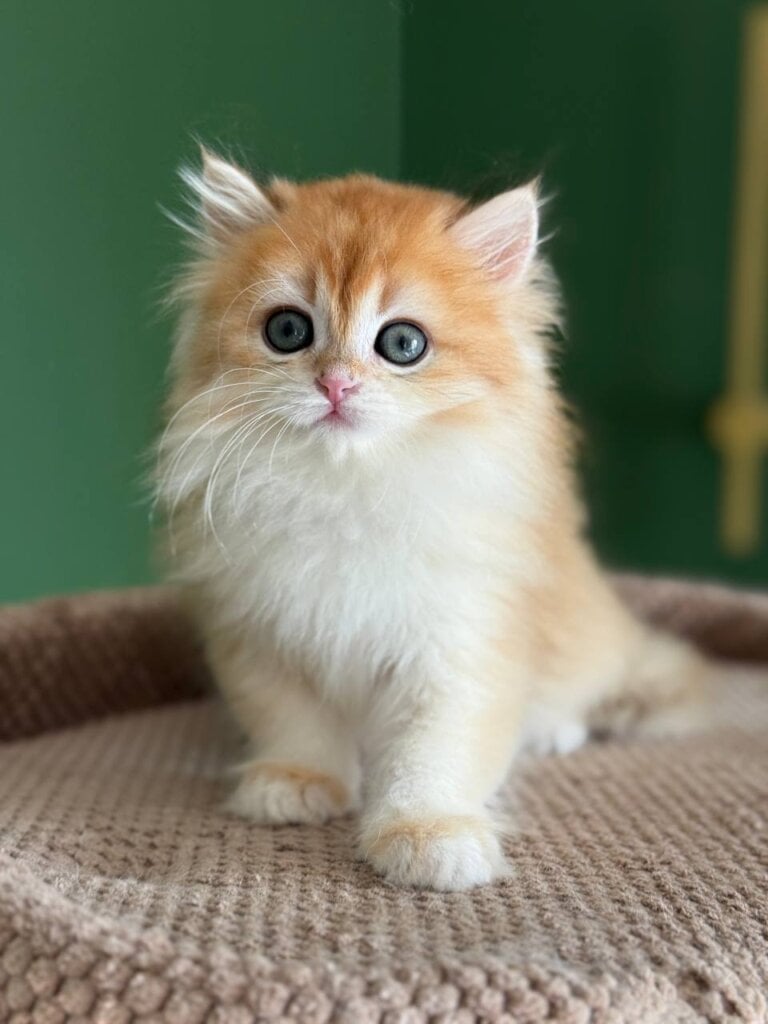 Maximus British Longhair  Male (Available) $2950