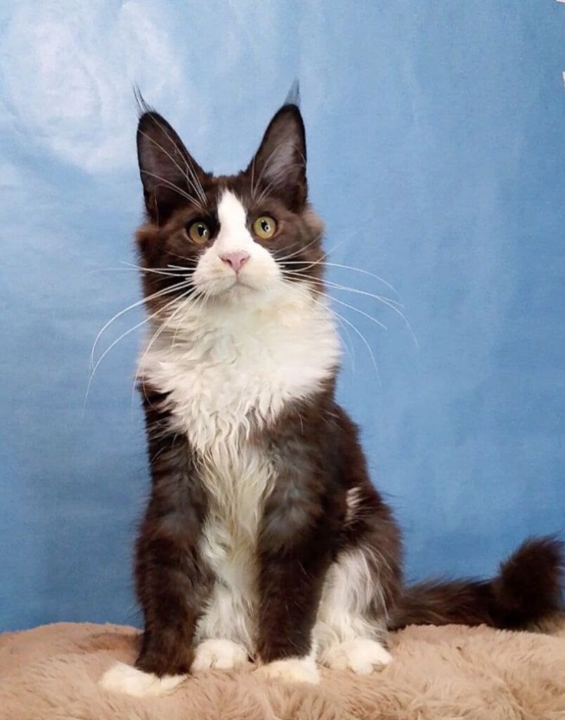 Bryno Maine Coon  Male (Available) $2900