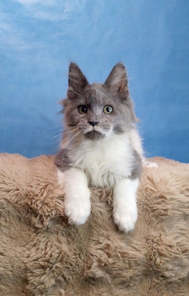 Darwin Maine Coon  Male (Available) $2900