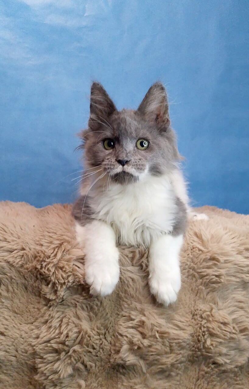 Darwin Maine Coon  Male (Available) $2900