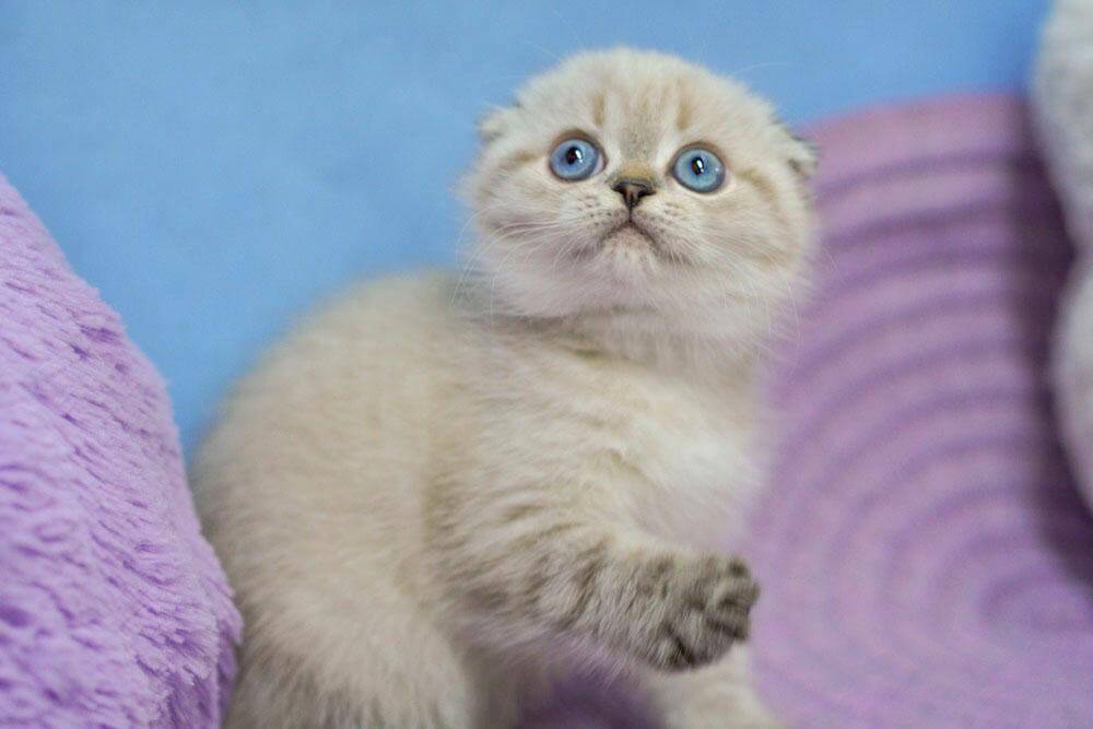 Ivan Scottish Fold Male (Available) $2700