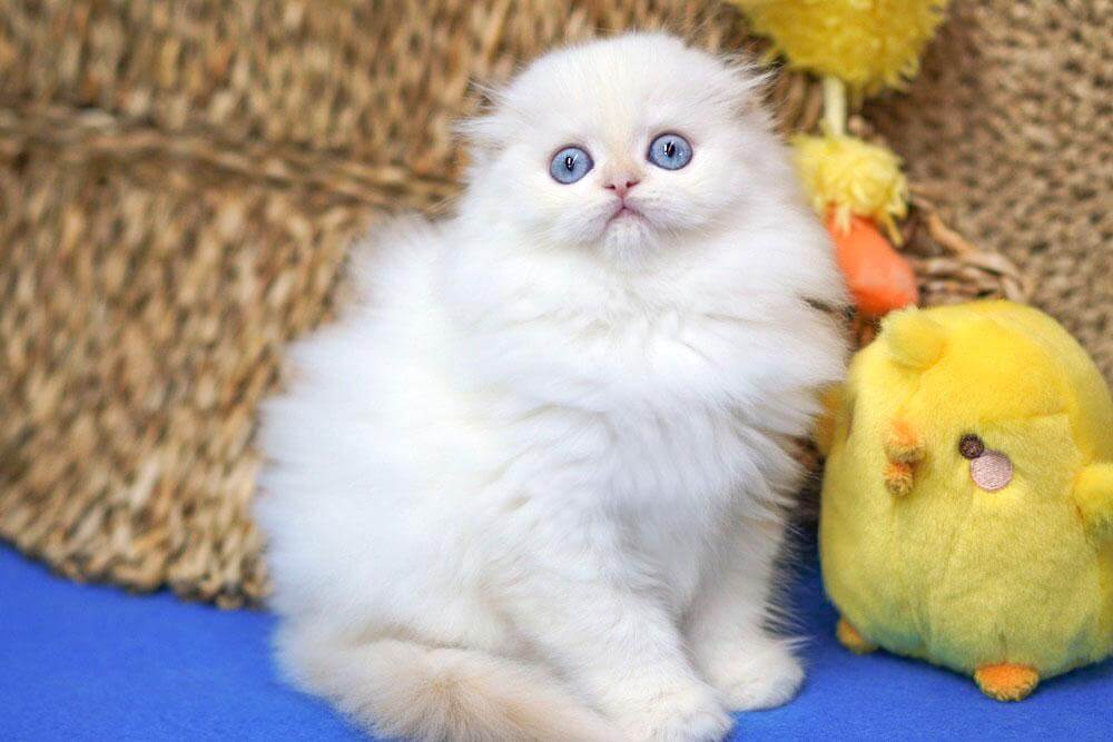 Ilang Scottish Fold Male (Available) $2300