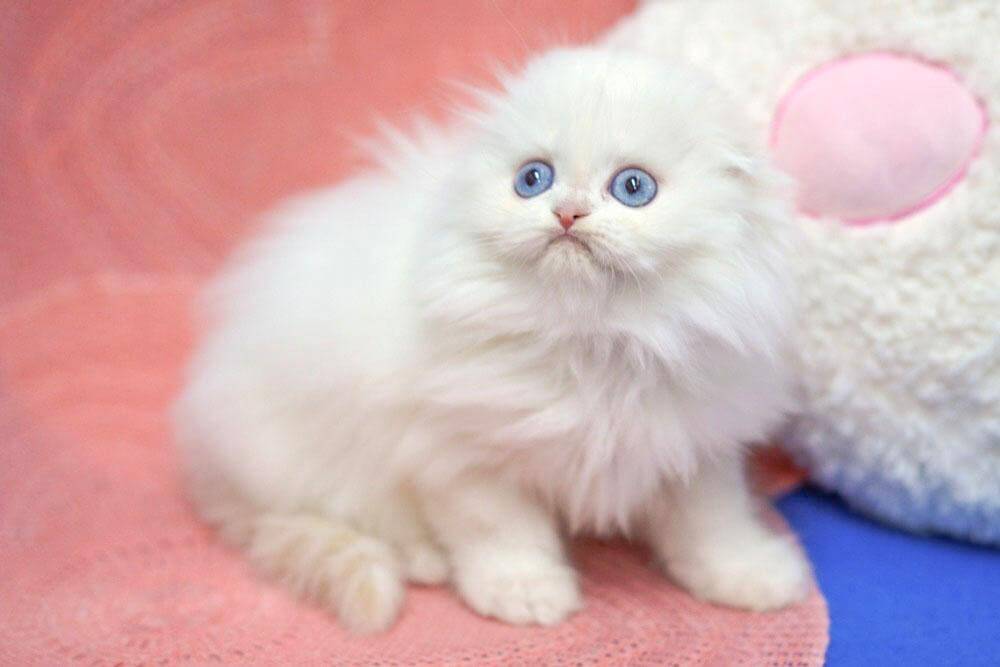 Ibby Scottish Fold  Male (Available) $2500