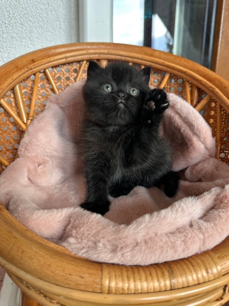 Wiskas Scottish Straight  Male (Available) $2700