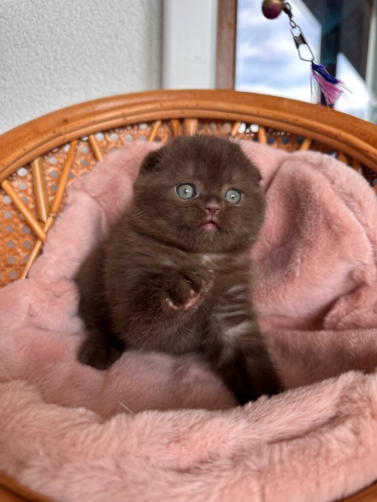 Winter Scottish Fold Male (Available) $3400