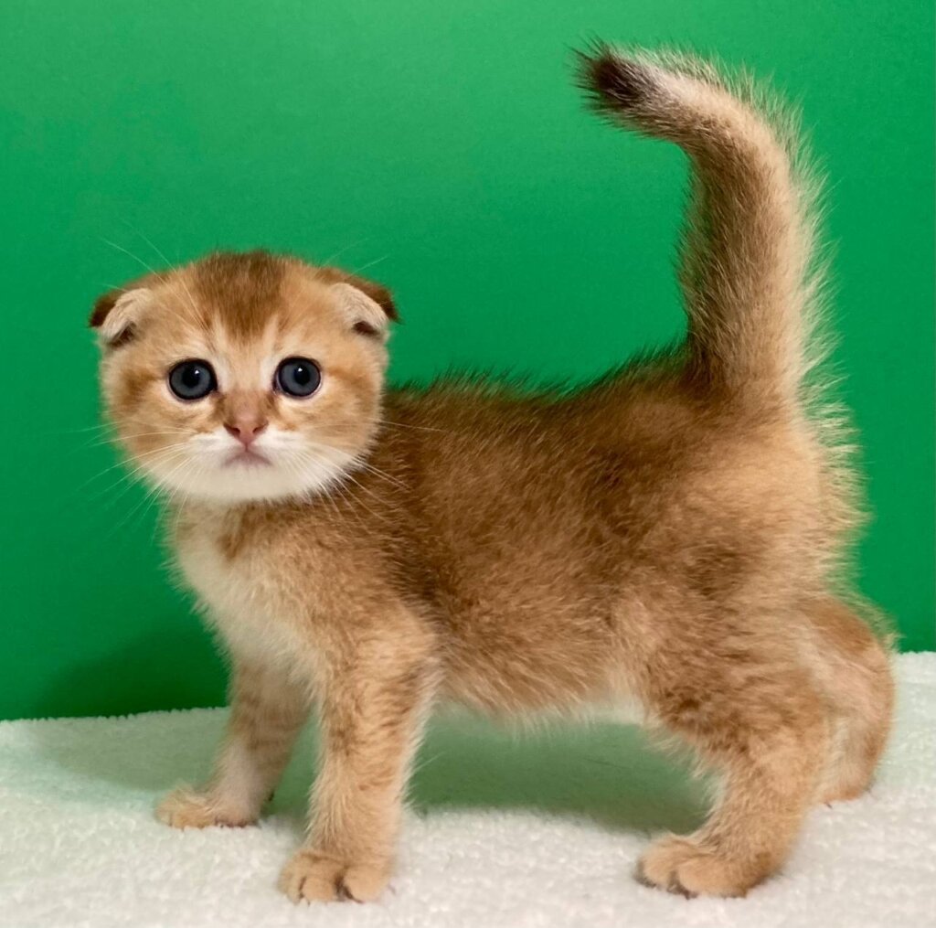 Sunny Scottish Fold  Male (Available) $2550