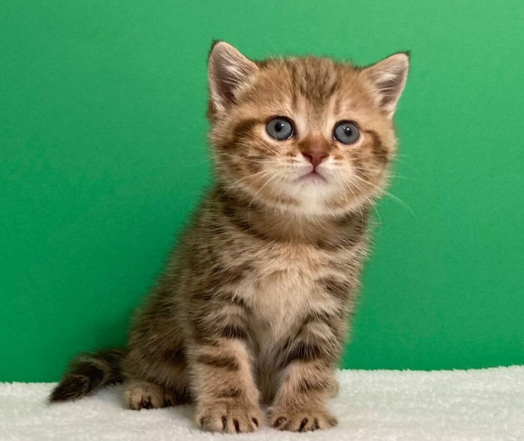 Teddy Scottish Straight Male (Available) $2550