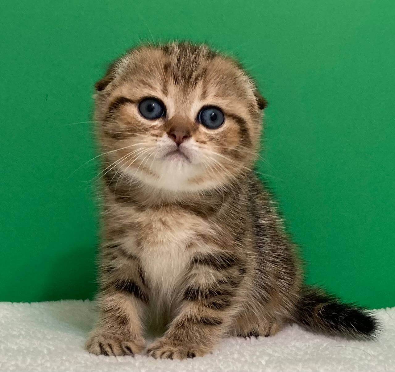 Tyson Scottish Fold  Male $2600