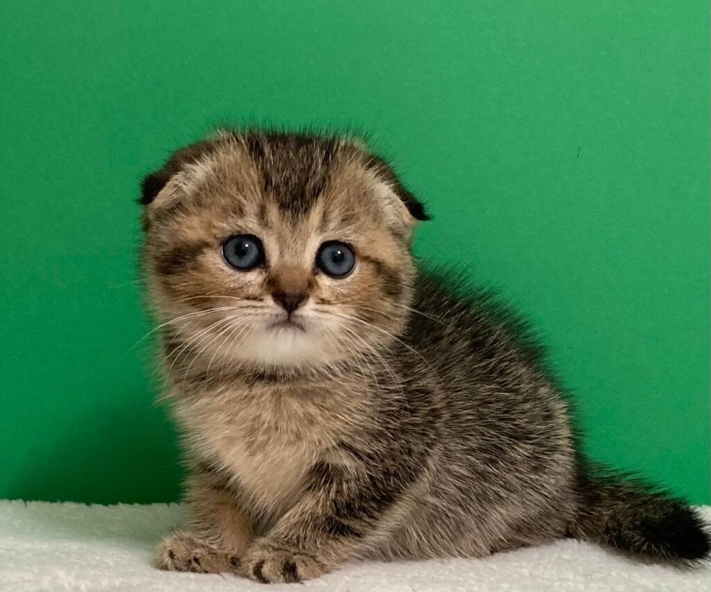 Tootsy Scottish Fold Female (Available) $2600