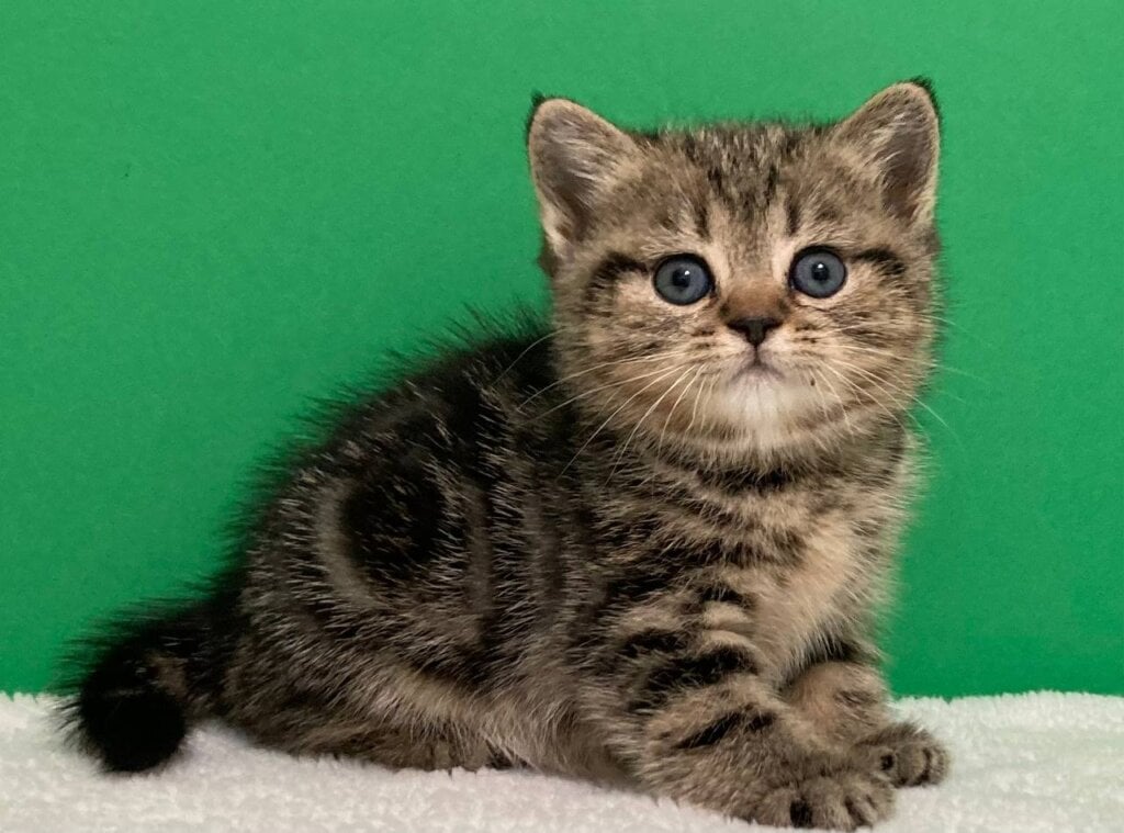 Tina Scottish Straight  Female (Available) $2550