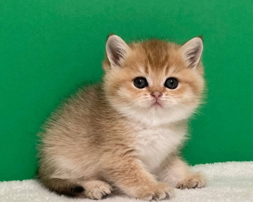 Uslada Scottish Straight  Female (Available) $2600