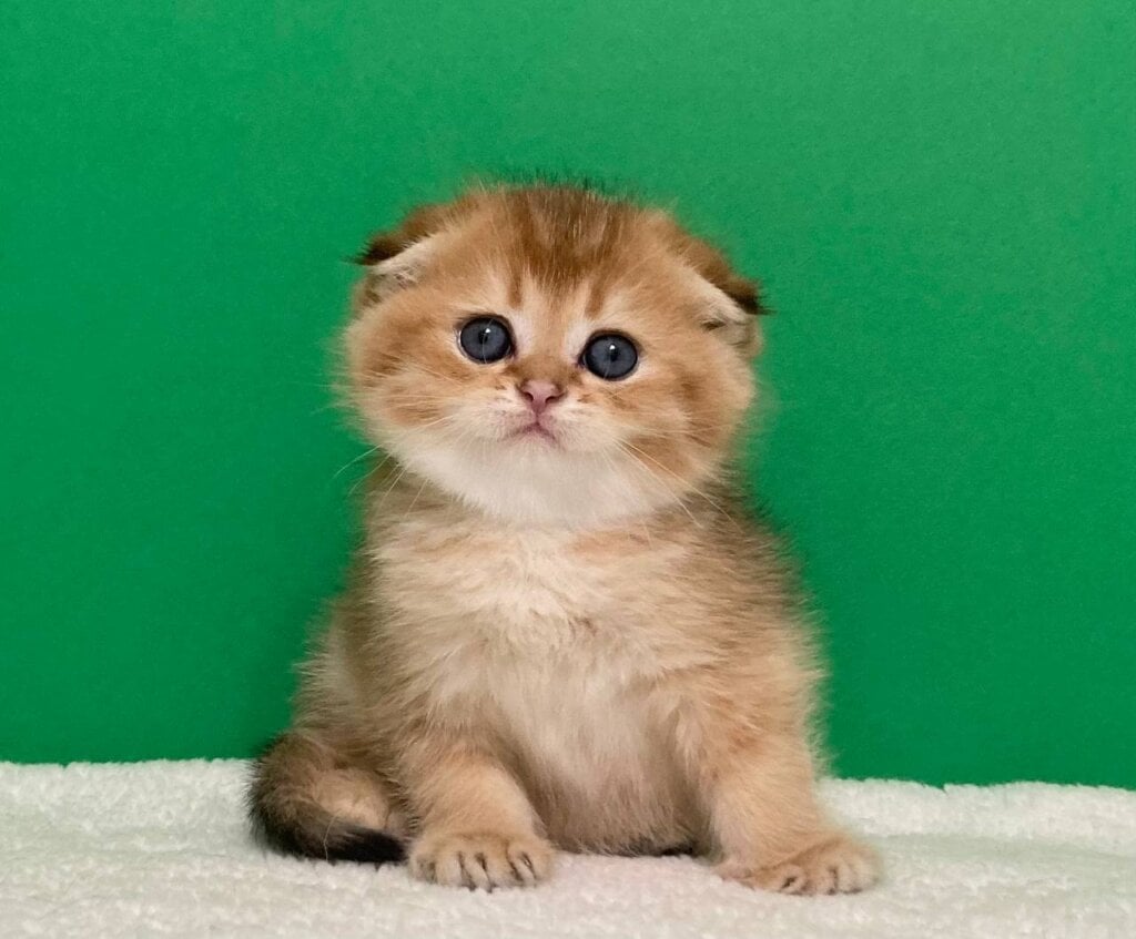 Unikum Scottish Fold Male (Available) $2600