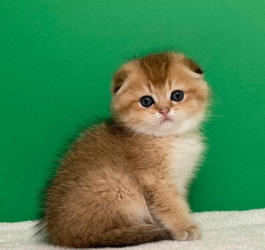 Udacha Scottish Fold Female (Available) $2700