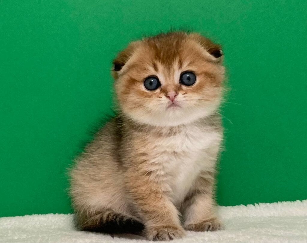 Uteha Scottish Fold  Female (Available) $2700