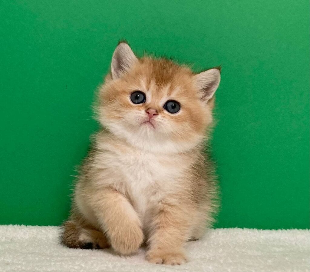 Umnitsa Scottish Straight  Female (Available) $2700