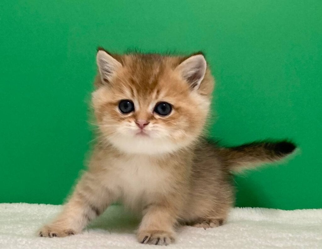 Uspeh Scottish Straight Male (Available) $2550