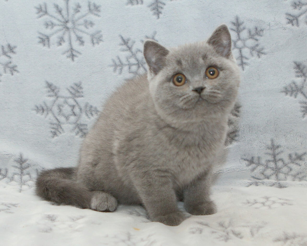 Oniks British Shorthair  Male (Available) $2800