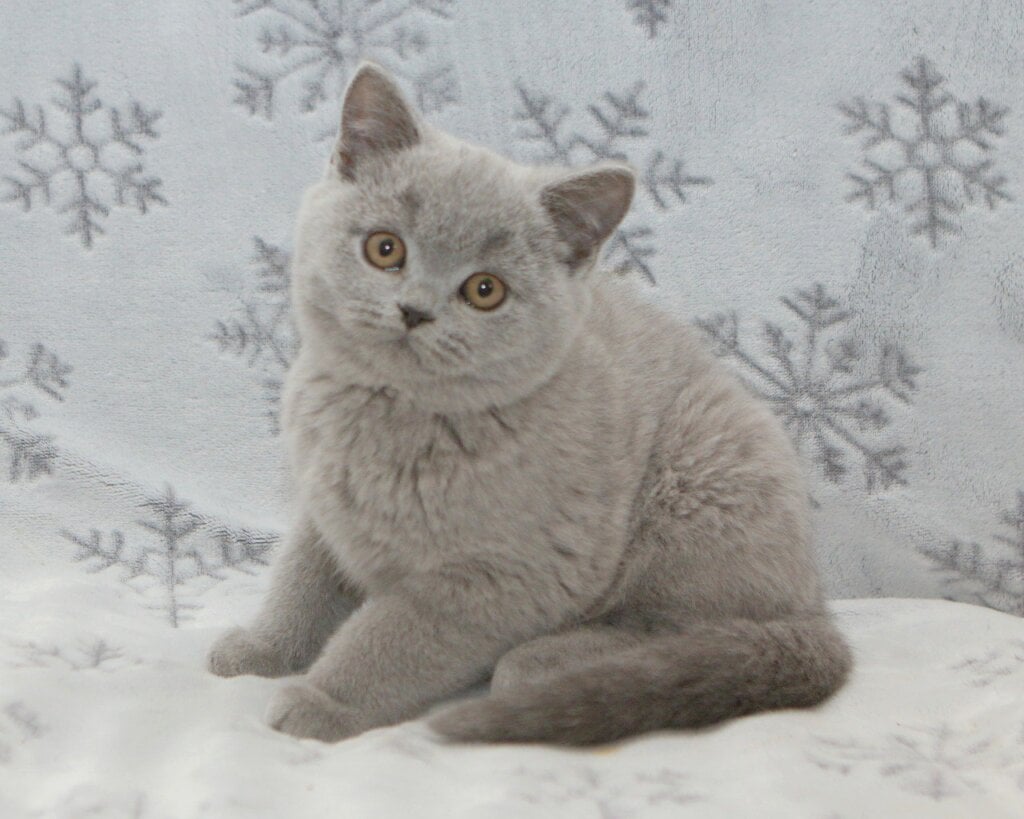 Olaf British Shorthair  Male (Available) $2900