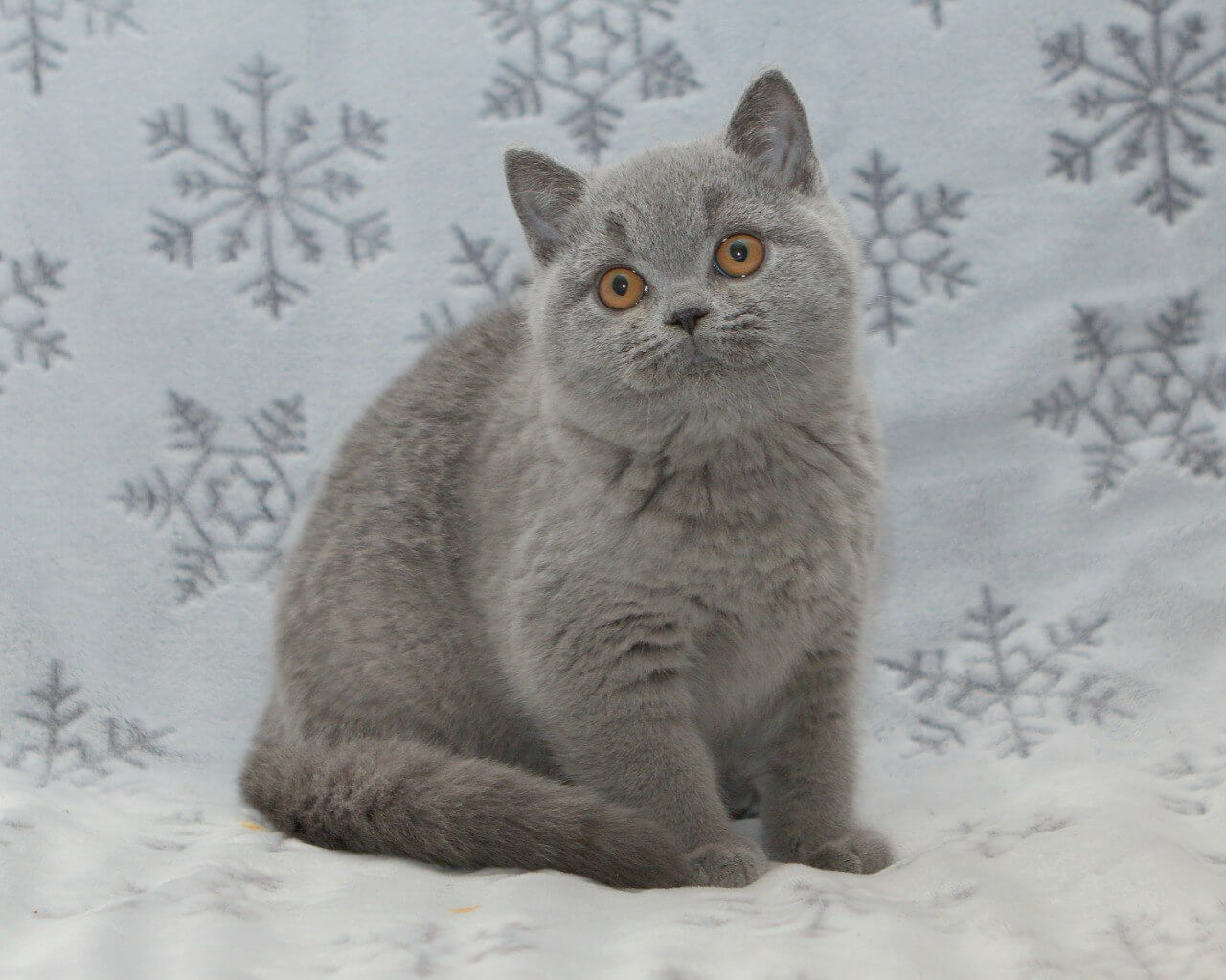 Oliver British Shorthair  Male (Available) $2900