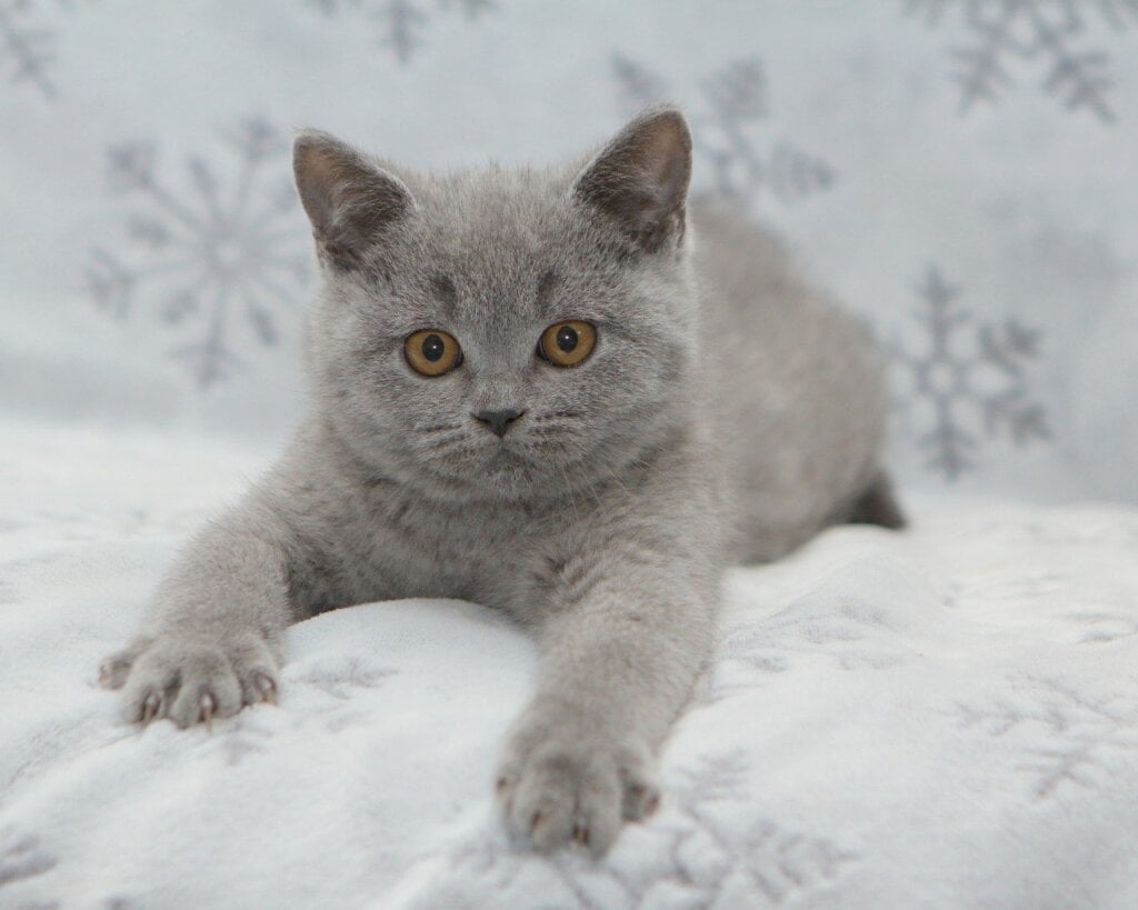 Orion British Shorthair  Male (Available) $2850