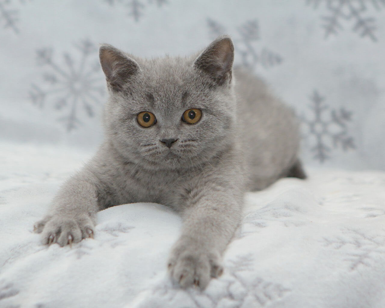 Orion British Shorthair  Male (Available) $2850