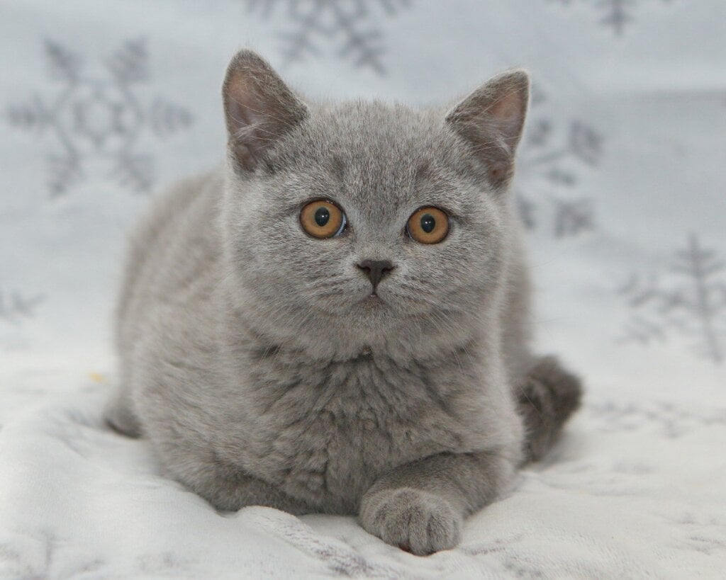 Otello British Shorthair  Male (Available) $2900