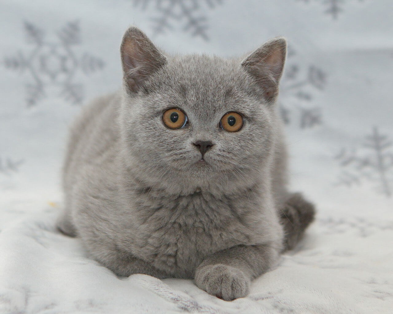 Otello British Shorthair  Male (Available) $2900