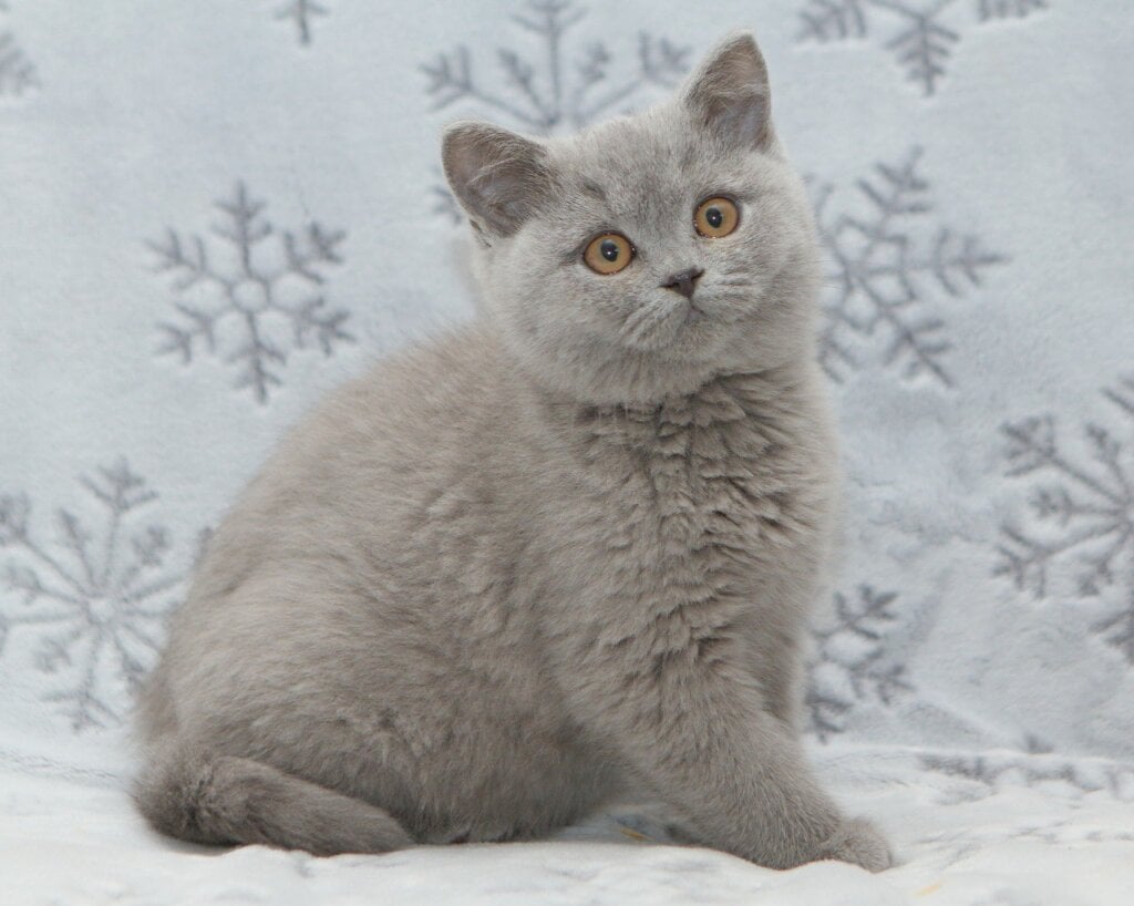 Ozzi British Shorthair  Male (Available) $2800