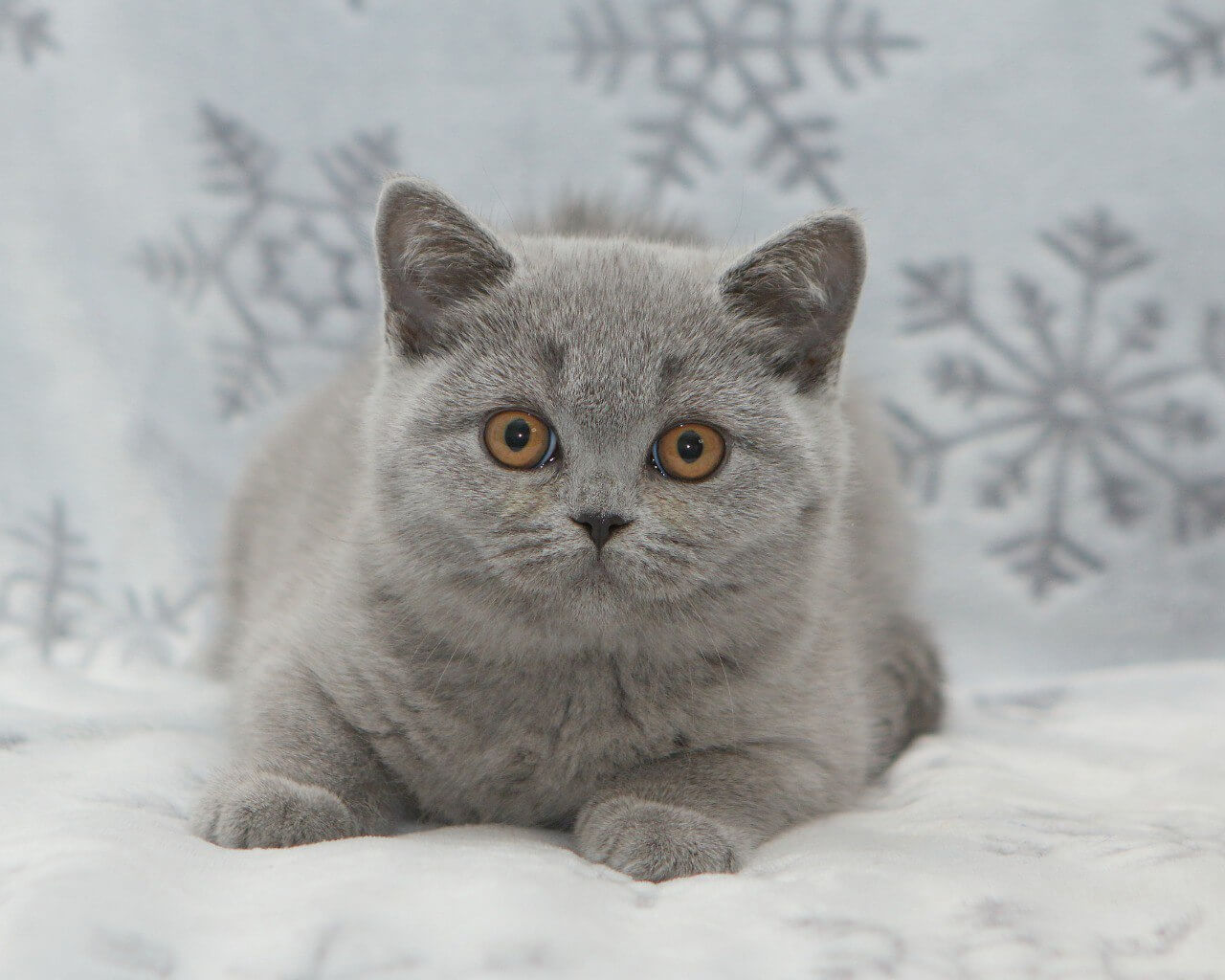 Ornette British Shorthair  Female (Available) $3000