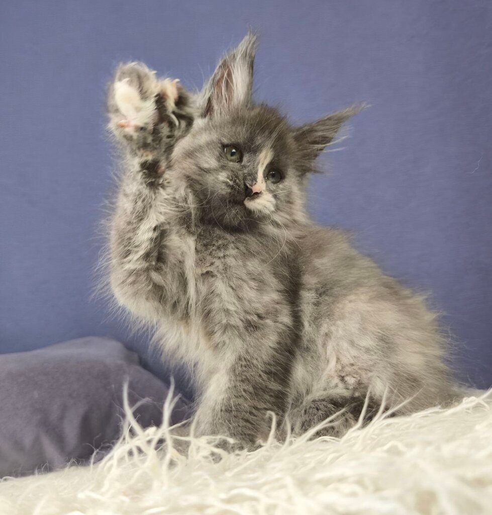 Nikita Maine Coon Female (Available) $2950