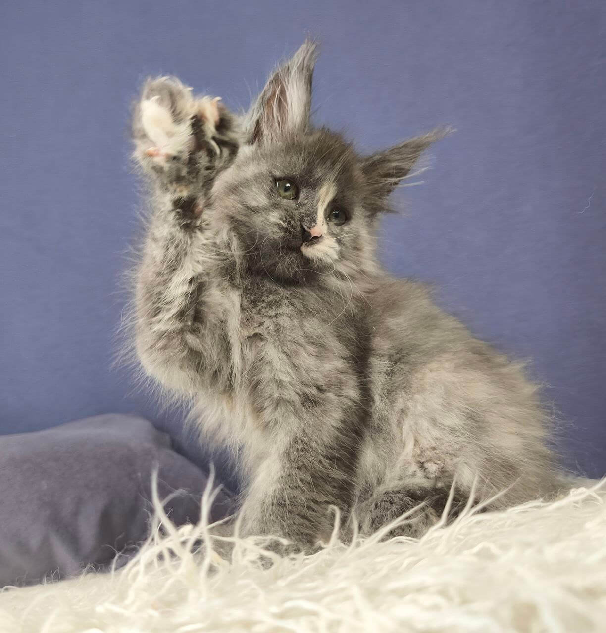 Nikita Maine Coon Female (Available) $2950