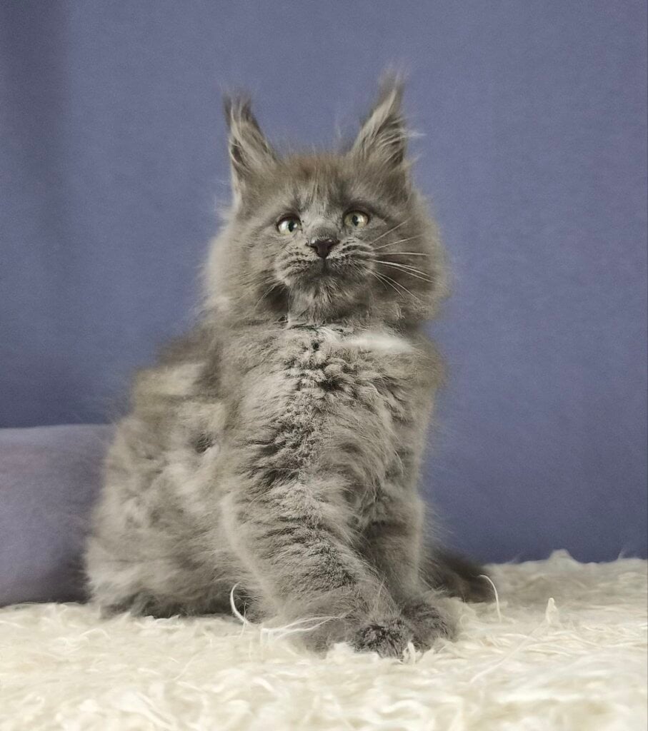 Novella Maine Coon  Female (Available) $3050