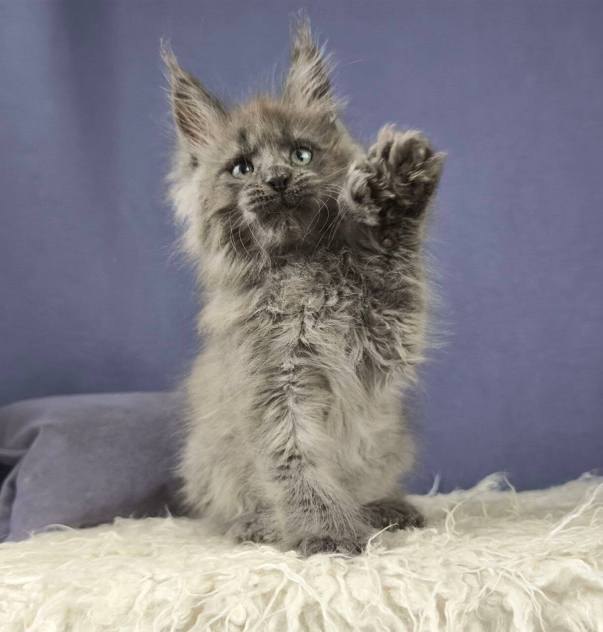 Nesquik Maine Coon POLY  Male (Available) $3450