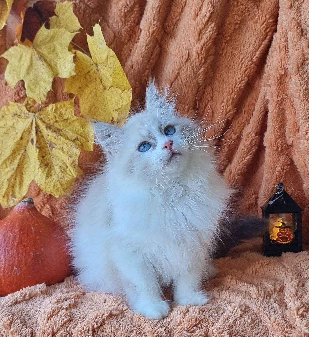 Photo 2025 10 31 13 32 37